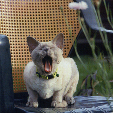 Гуня отдыхает на кресле в саду